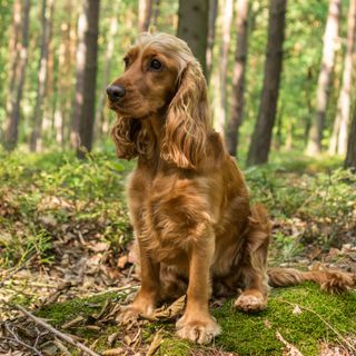 Engelsk cocker spaniel som sitter i skogen.