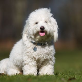 Coton de tuléar som sitter på gräsmatta.