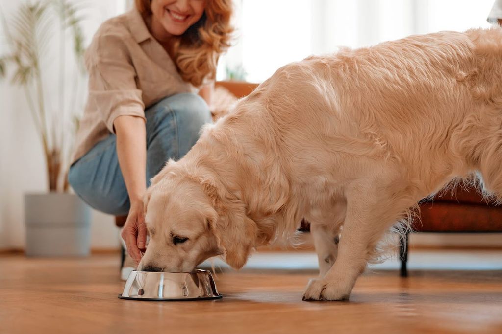 Hund äter mat