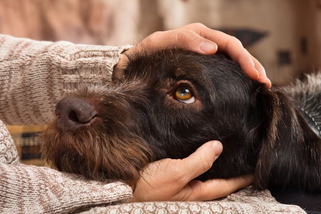 Hund lägger huvudet i ägarens knä och blir klappad.