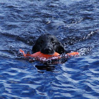 Flatcoated retriever som apporterar i vattnet.