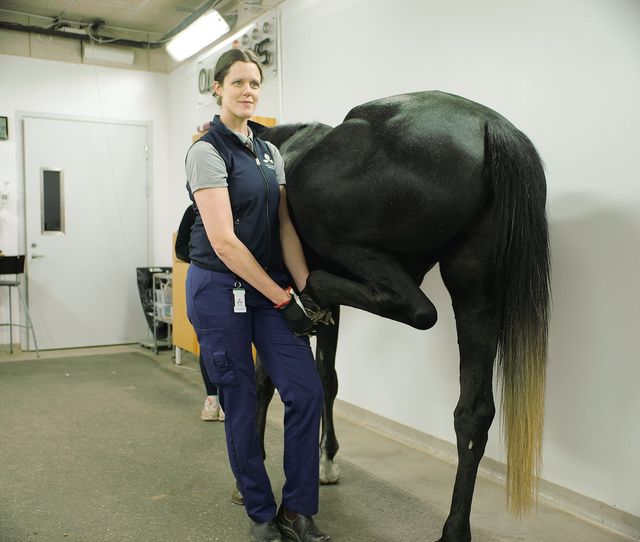 Diagnosisering av hälta