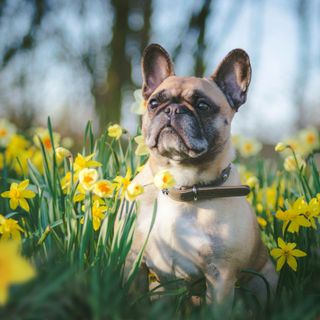 En hund sitter bland gula blommor utomhus