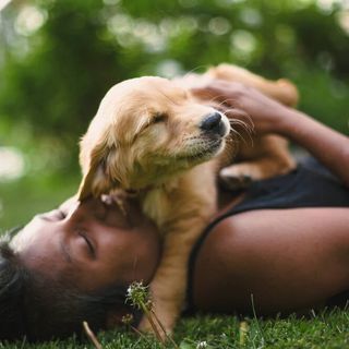 Golden retriever valp som gosar med sin matte.