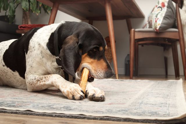 Hund ligger på en matta och tuggar på ett ben