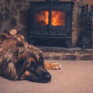 Hund ligger ner framför braskamin.
