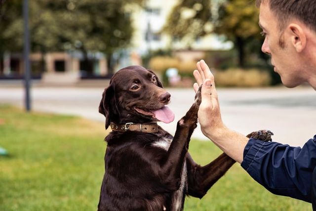 Hund och ägare gör high-five med hand och tass.