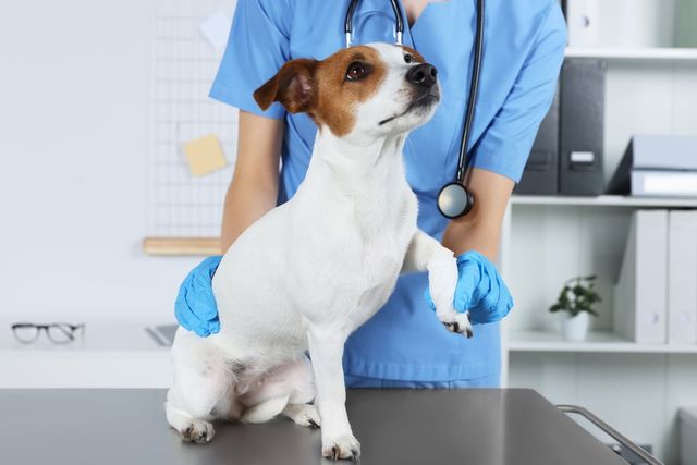 Hund som får tass undersökt av veterinär.