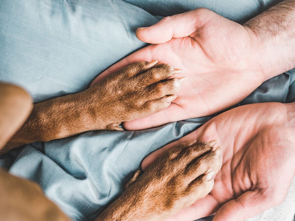 Hundens tassar ligger på personens händer