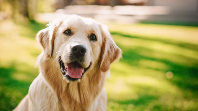 Golden retriever är en stor hundras.