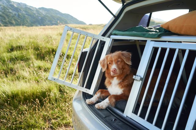 Hund i öppen bilbur