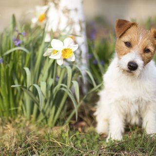 Jack russell terrier som sitter bland påskliljor.