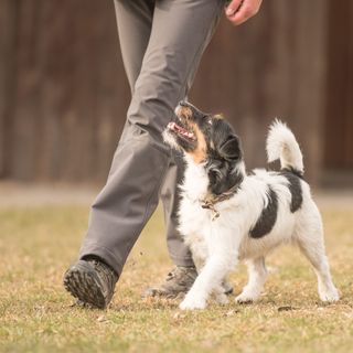 Jack russell går fot bredvid sin förare.
