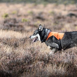 Hund med skyddsväst utför trafikeftersök.