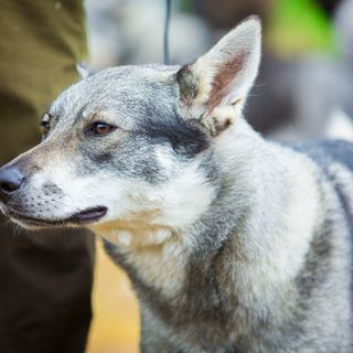 En grå hund står bredvid en person