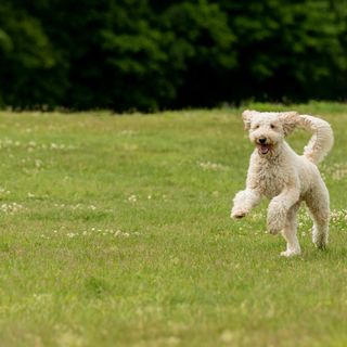 Labradoodle som springer på gräsmatta.