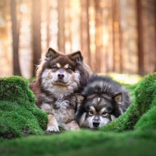 Två finska lapphundar som ligger i skogen.