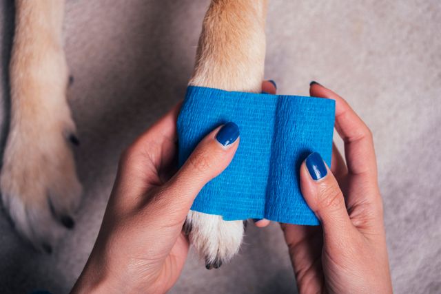 En person sätter ett blått bandage på hundens tass.