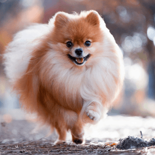 Pomeranian som springer.