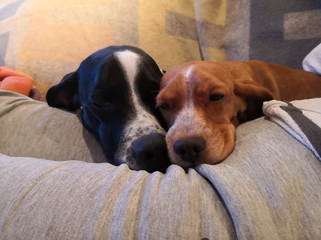 Hunden Luvan som är en omplaceringshund från Hundstallet.