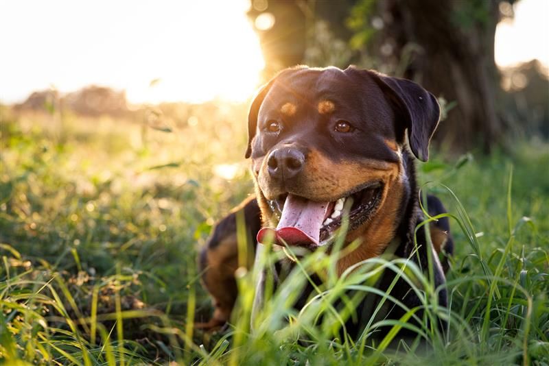Rottweiler som ligger på gräsmatta