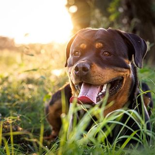 Rottweiler som ligger på gräsmatta.