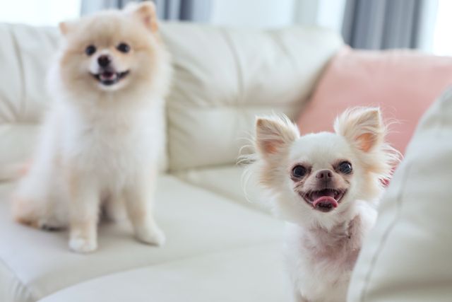 Pomeranian och chihuahua, två små hundraser.
