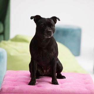 Staffordshire bullterrier som sitter på kudde.