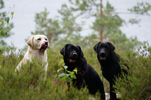 Labrador - högre risk för höftledsdysplasi