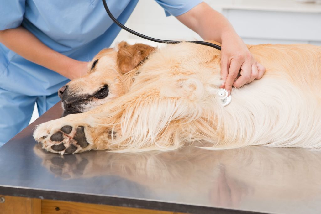 En veterinär undersöker en hund