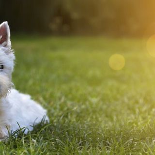West highland white terrier som ligger på gräsmatta.
