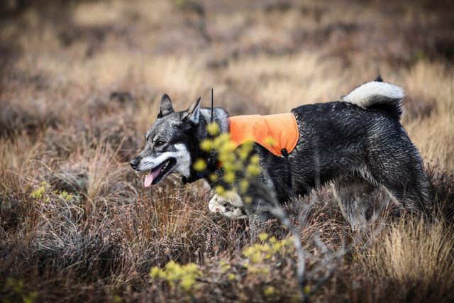 Trafikeftersöks hund letar efter skadat vilt.