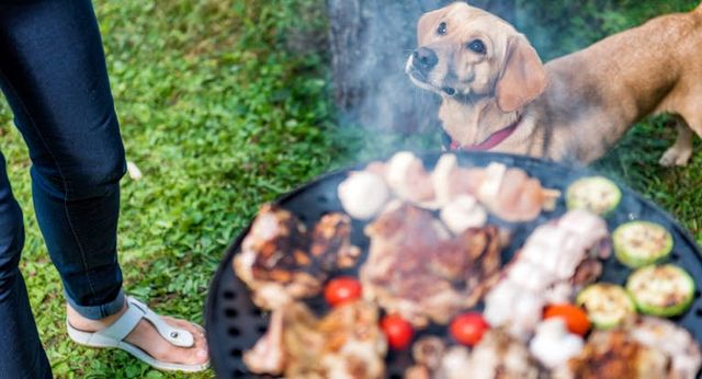 Labrador står bredvid grillgaller