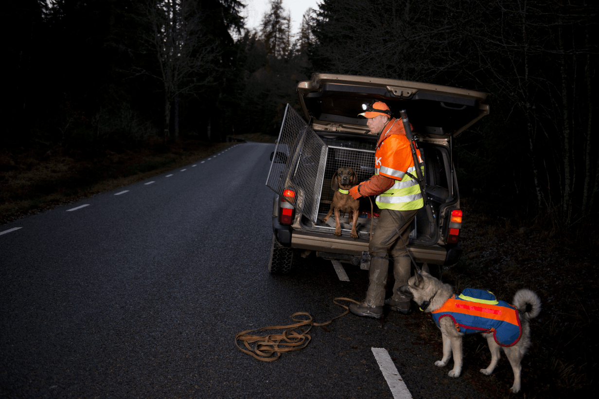 Två hundar ute på trafikeftersök.