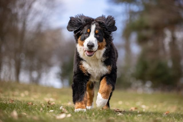 En glad, långhårig hund springer utomhus på gräsmattan.