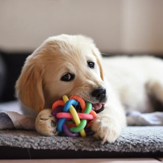 Golden retriever-valp tuggar på boll
