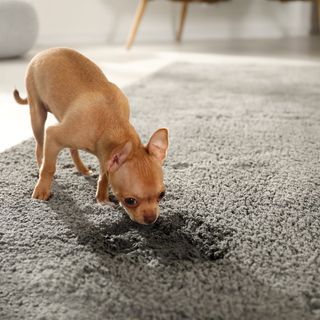 Chihuahua-valp har kissat på mattan