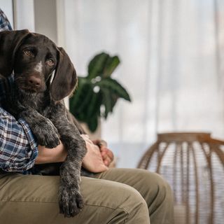 Hund av jakthundstyp ligger i husses knä.