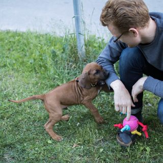Valp biter i tröjan på kille