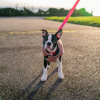 Bostonterrier-valp på promenad