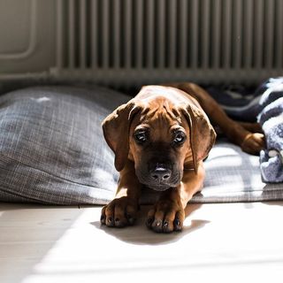 Rhodesian Ridgeback-valp ligger i bädd hemma
