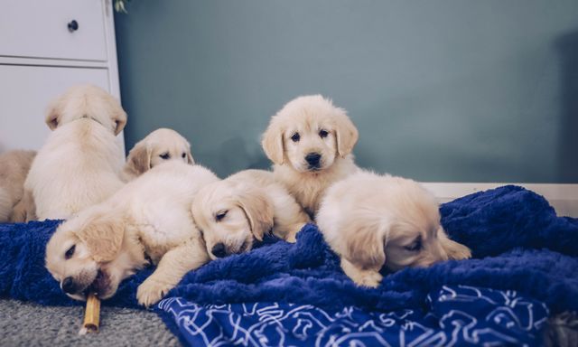 Golden retriever valpar gosar på filt.