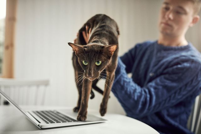 Man lyfter bort sin katt från datorn