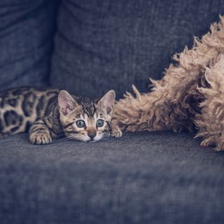 Bengal katt ligger på sofan