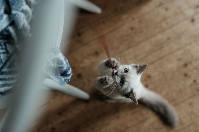 kattungen leker