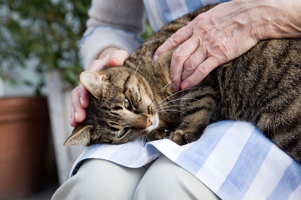En kvinna klappar katten