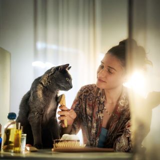 Katt blir kammad på magen av sin matte.