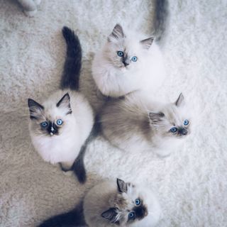 Fyra ragdollkattungar sitter på en vit matta och tittar upp.