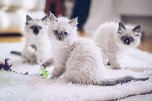 Tre ragdoll kattungar leker på en vit matta och kollar in i kameran.