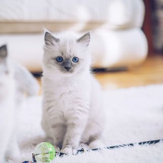 Ragdolls kattungar